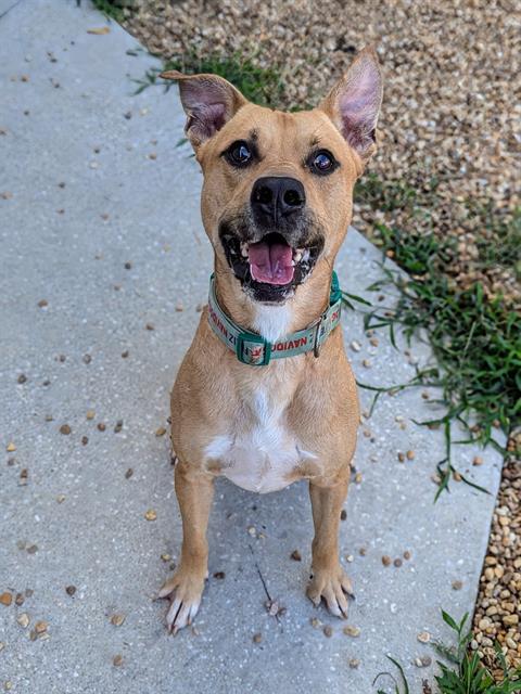 Enlarge CUSTER, a Adoptable Mixed Breed in Jacksonville, FL image 1/1