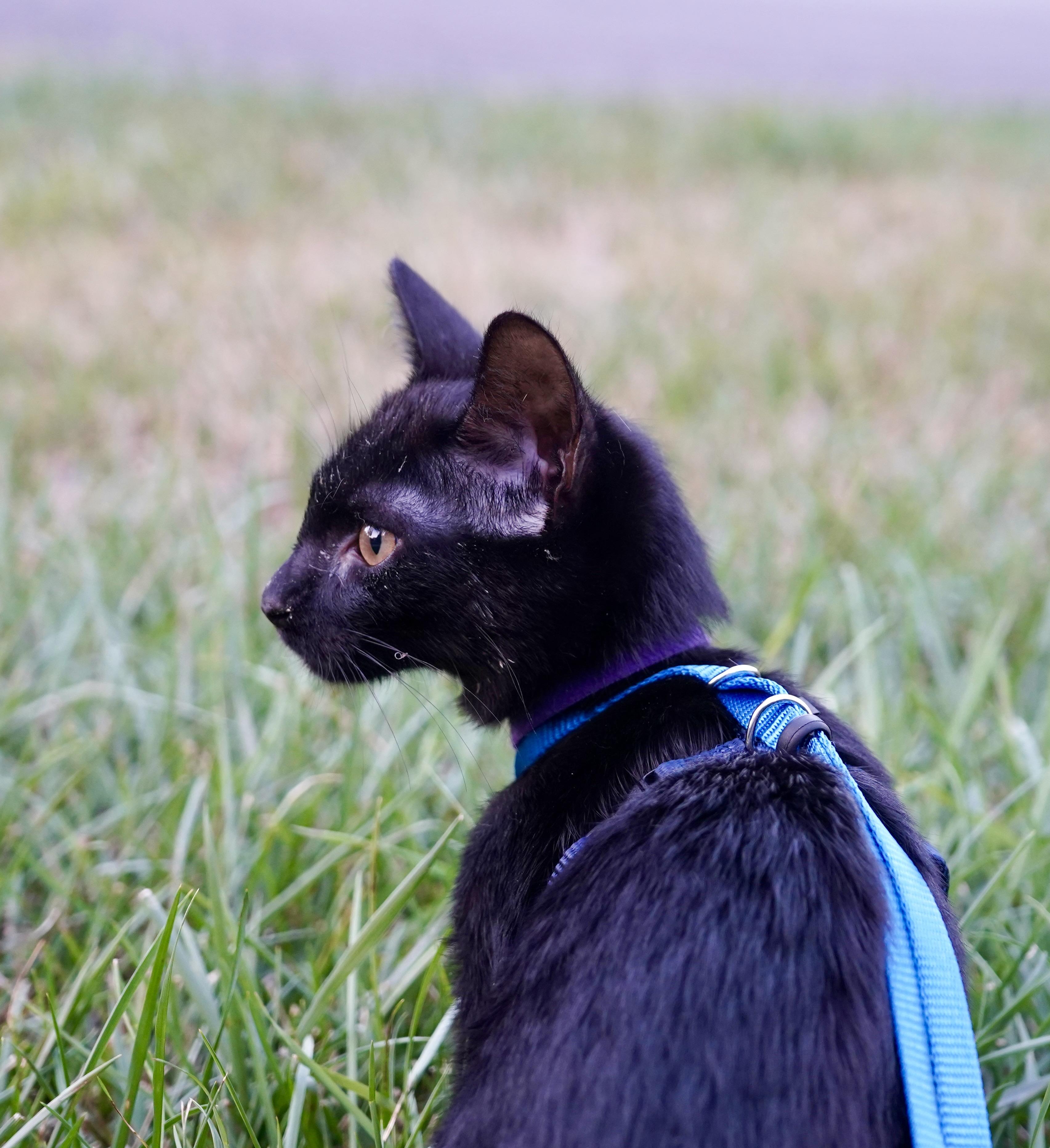 Enlarge Radar, a Adoptable Bombay in Suffolk, VA image 4/4