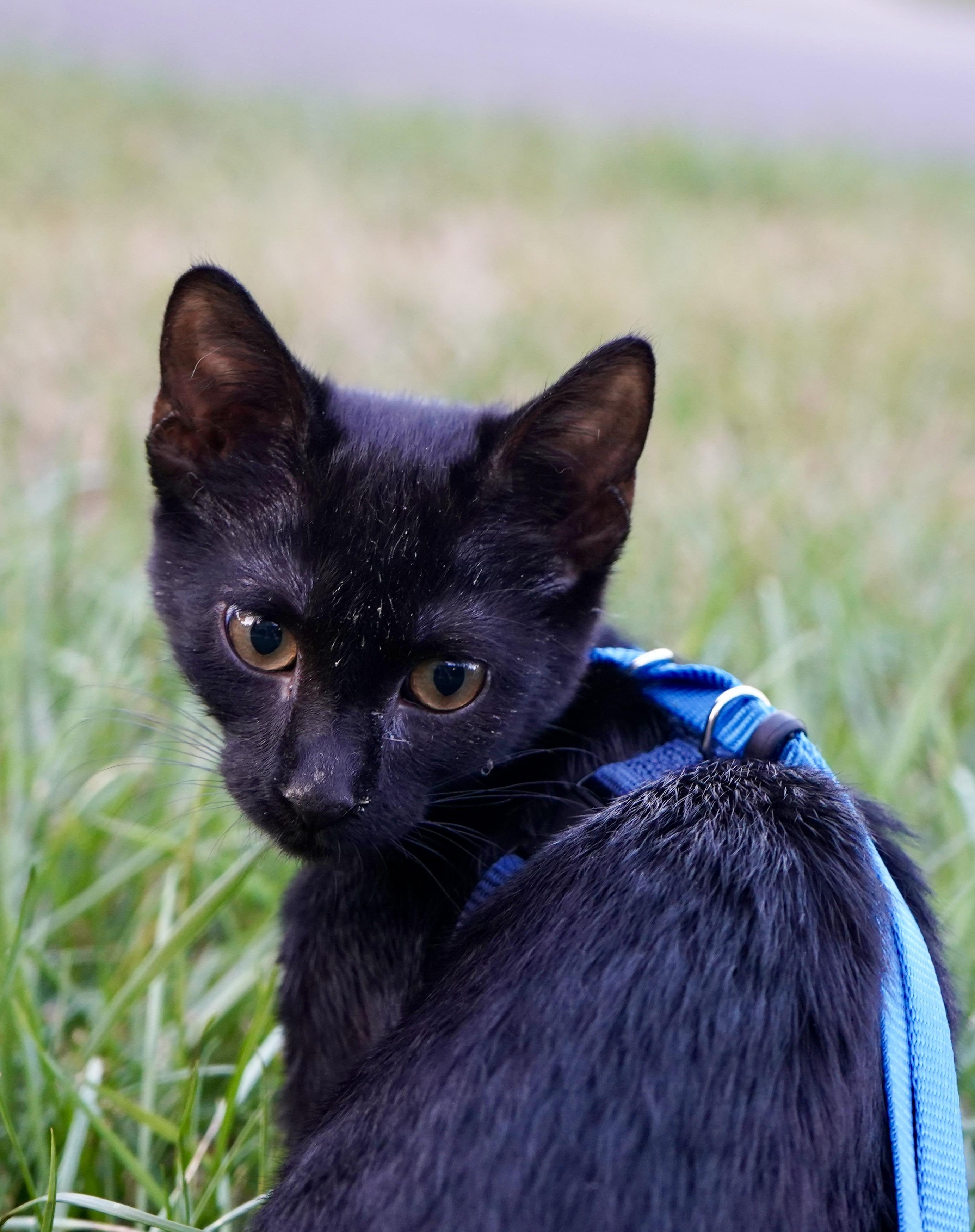 Enlarge Radar, a Adoptable Bombay in Suffolk, VA image 1/4