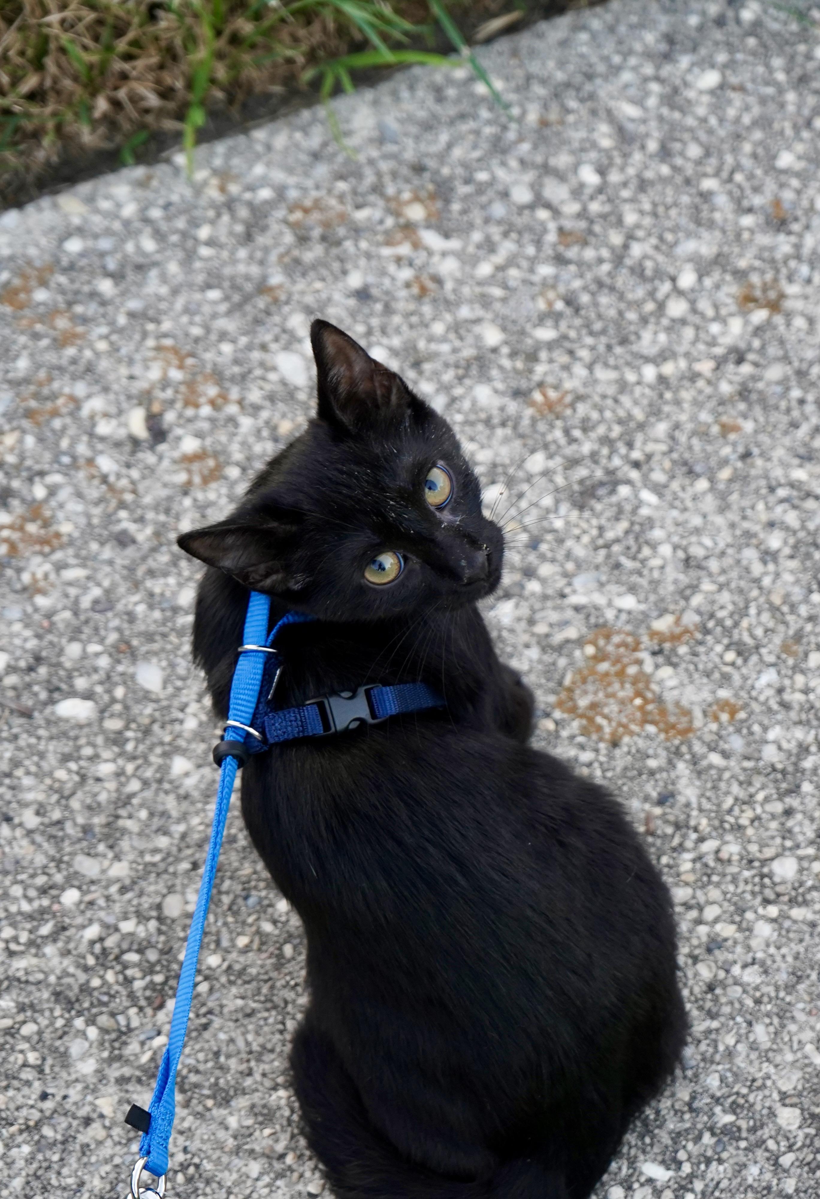 Enlarge Radar, a Adoptable Bombay in Suffolk, VA image 2/4