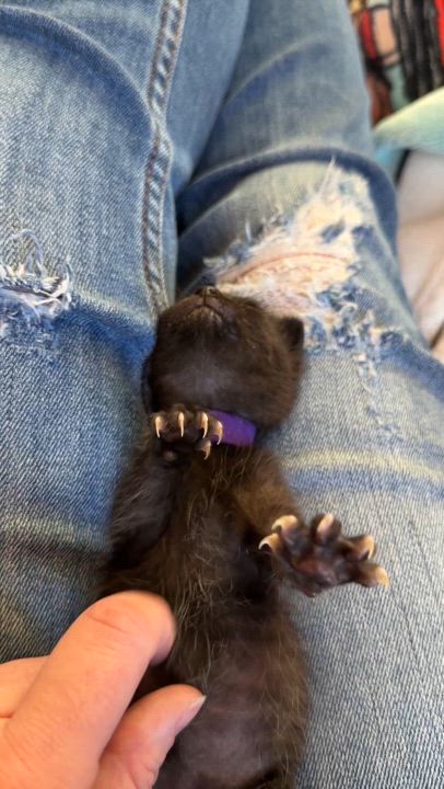 Enlarge Radar, a Adoptable Bombay in Suffolk, VA video 3/4