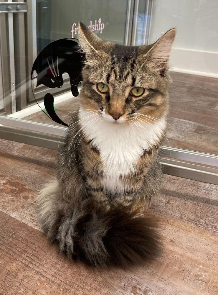 Shadow, Adoptable, Kitten Male Domestic Medium Hair.