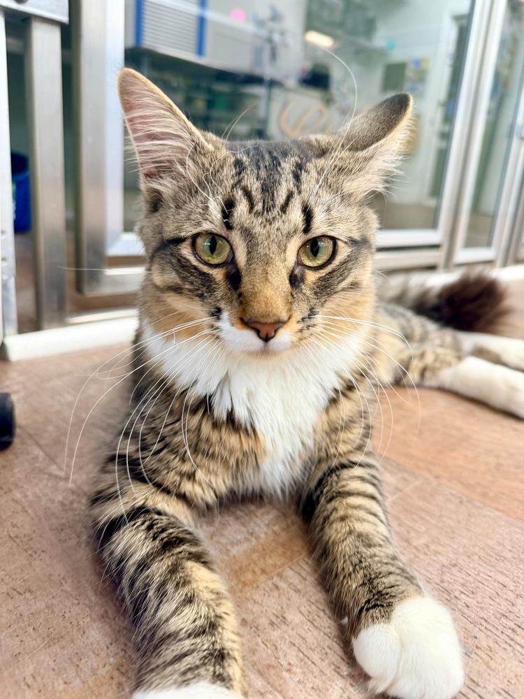 Enlarge Shadow, a Adoptable mixed breed in Milltown, NJ image 2/4