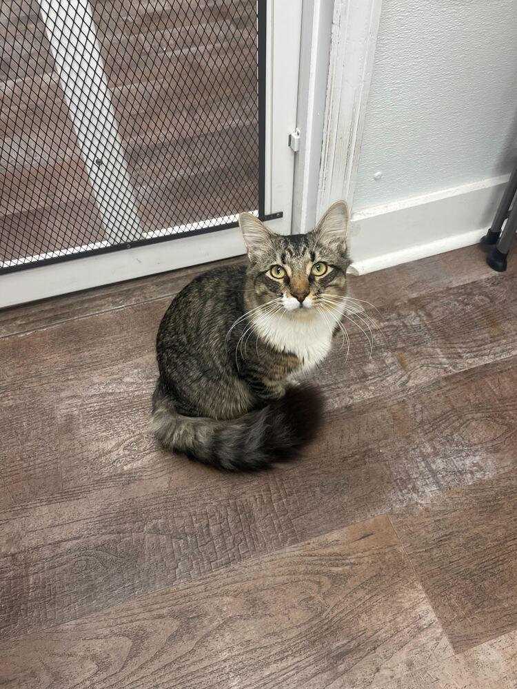 Enlarge Shadow, a Adoptable mixed breed in Milltown, NJ image 3/4