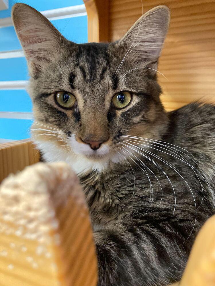 Enlarge Shadow, a Adoptable mixed breed in Milltown, NJ image 4/4