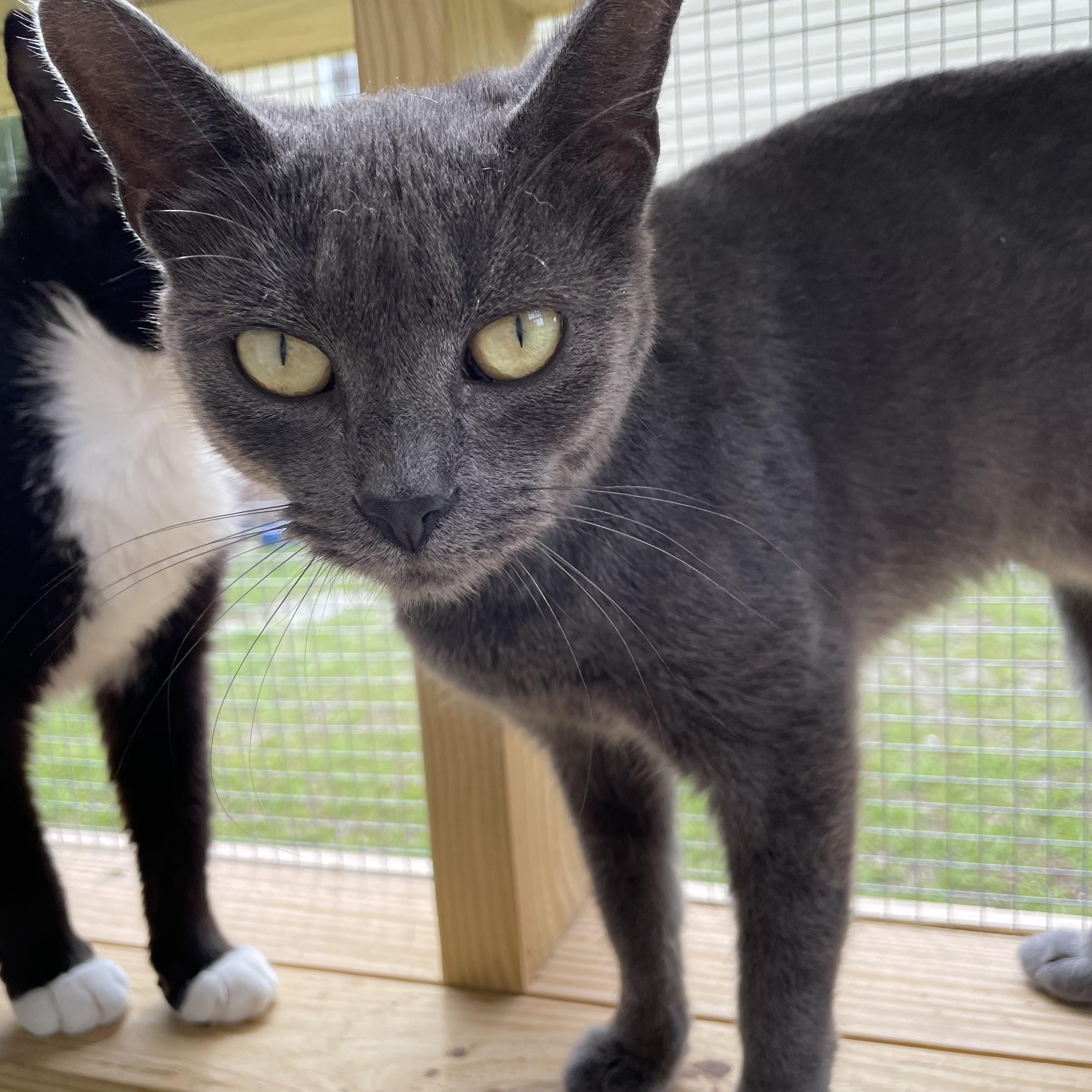 Malibu, Young Female Domestic Short Hair
