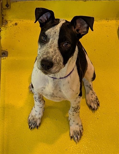 GHOST — thumbnail 2