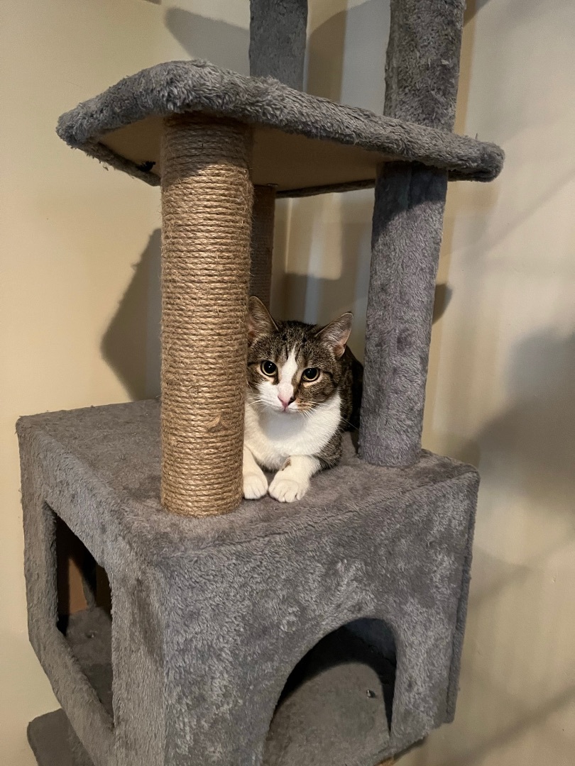 Enlarge Leo, a Adopted Domestic Short Hair in Bridgeville, PA image 1/17