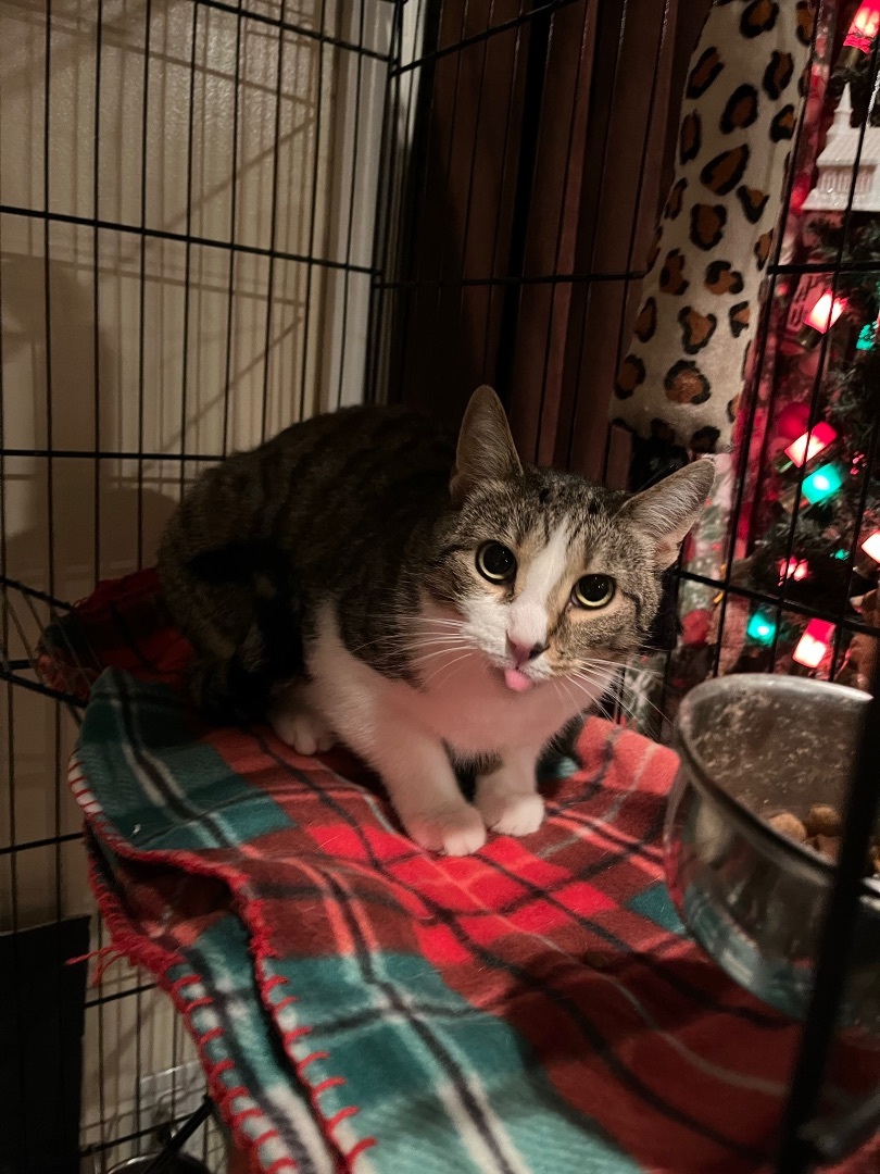 Enlarge Leo, a Adopted Domestic Short Hair in Bridgeville, PA image 2/17