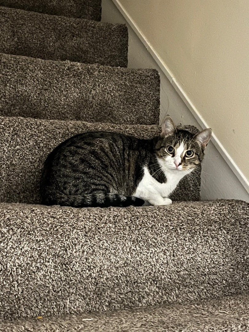 Enlarge Leo, a Adopted Domestic Short Hair in Bridgeville, PA image 3/17