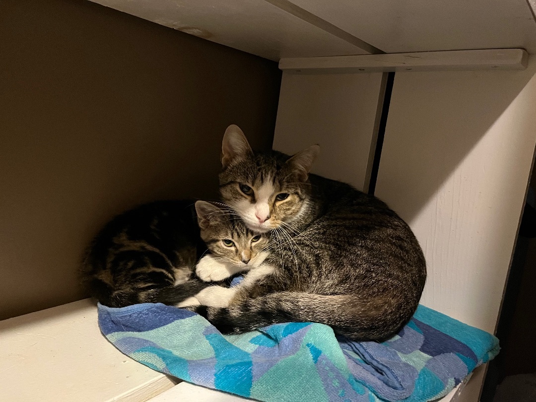 Enlarge Leo, a Adopted Domestic Short Hair in Bridgeville, PA image 5/17