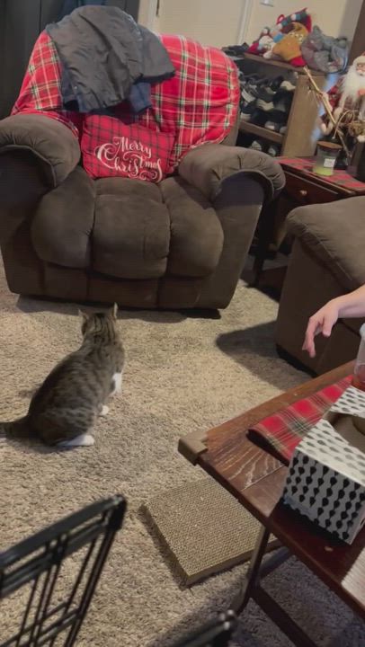 Enlarge Leo, a Adopted Domestic Short Hair in Bridgeville, PA video 15/17