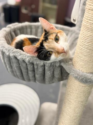 Hex Key, a Adoptable Calico in Covington, LA image 6/6