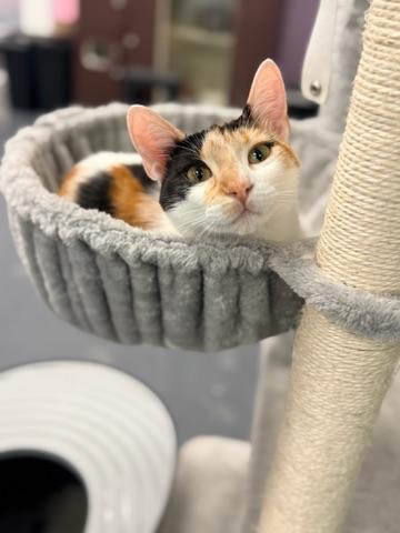 Hex Key, Adoptable, Young Female Calico.