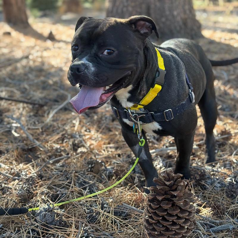 Pippin, Adoptable, Adult Male Mixed Breed.