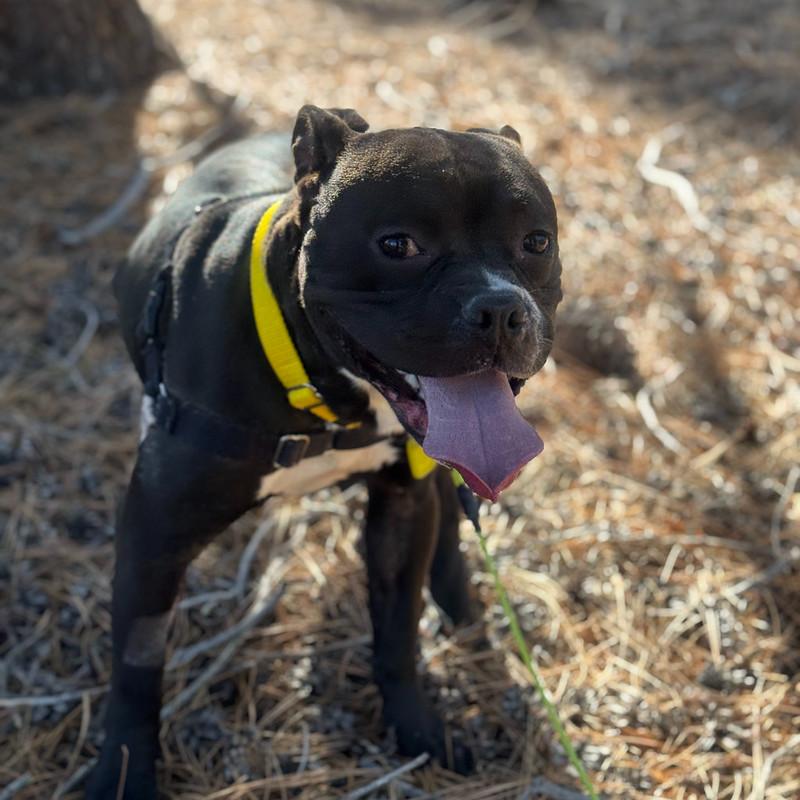 Enlarge Pippin, a Adoptable Mixed Breed in Truckee, CA image 2/4