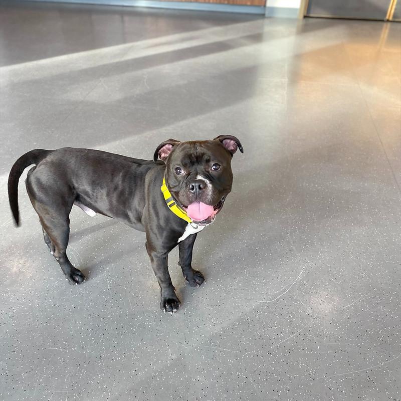 Enlarge Pippin, a Adoptable Mixed Breed in Truckee, CA image 5/6