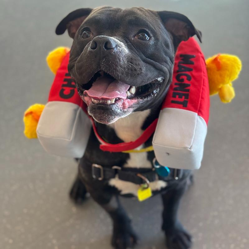 Enlarge Pippin, a Adoptable Mixed Breed in Truckee, CA image 3/4