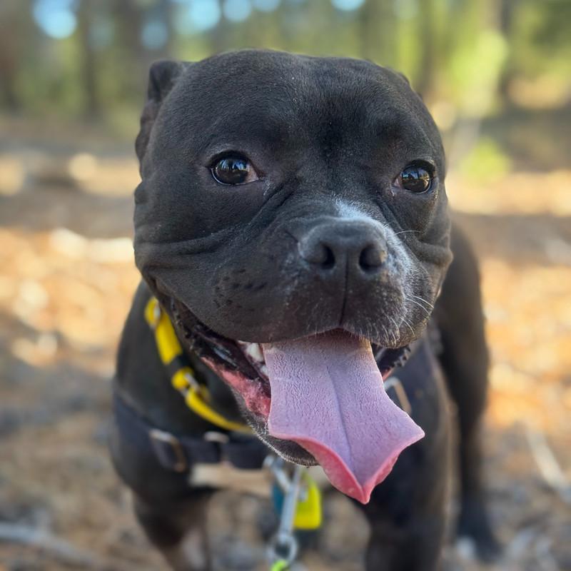 Enlarge Pippin, a Adoptable Mixed Breed in Truckee, CA image 4/4