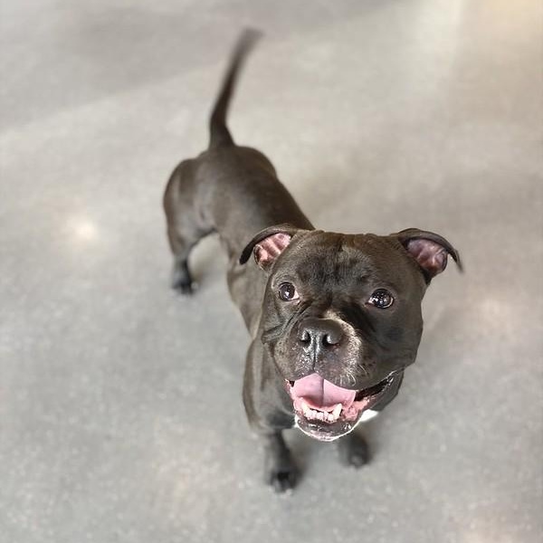 Enlarge Pippin, a Adoptable Mixed Breed in Truckee, CA image 4/6