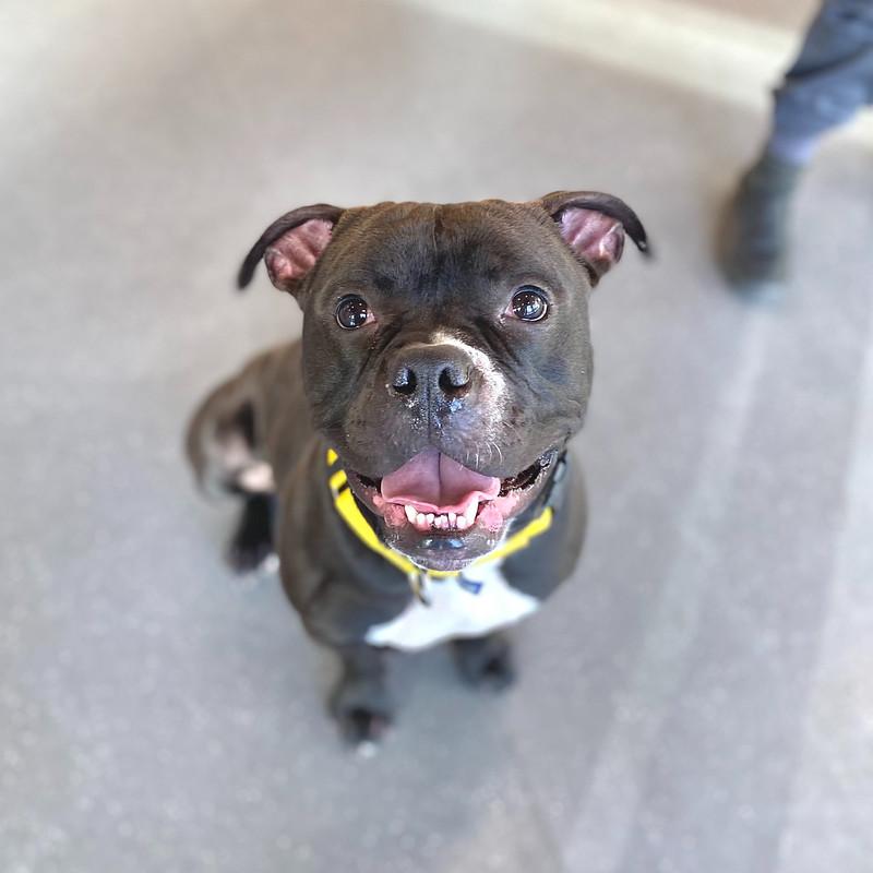 Enlarge Pippin, a Adoptable Mixed Breed in Truckee, CA image 3/6