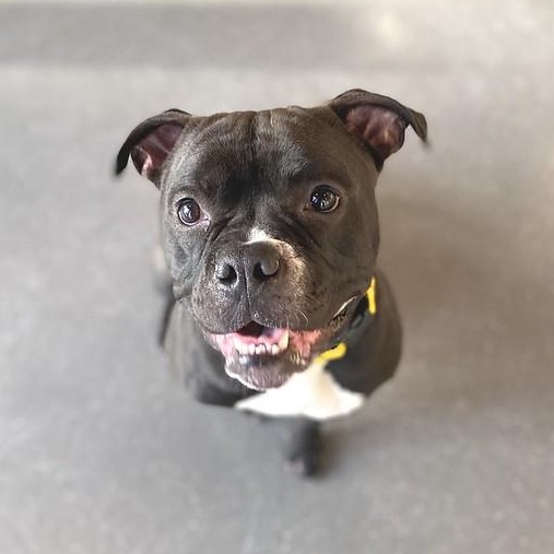 Pippin, Adoptable, Adult Male Mixed Breed.