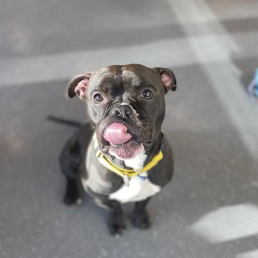 Enlarge Pippin, a Adoptable Mixed Breed in Truckee, CA image 6/6