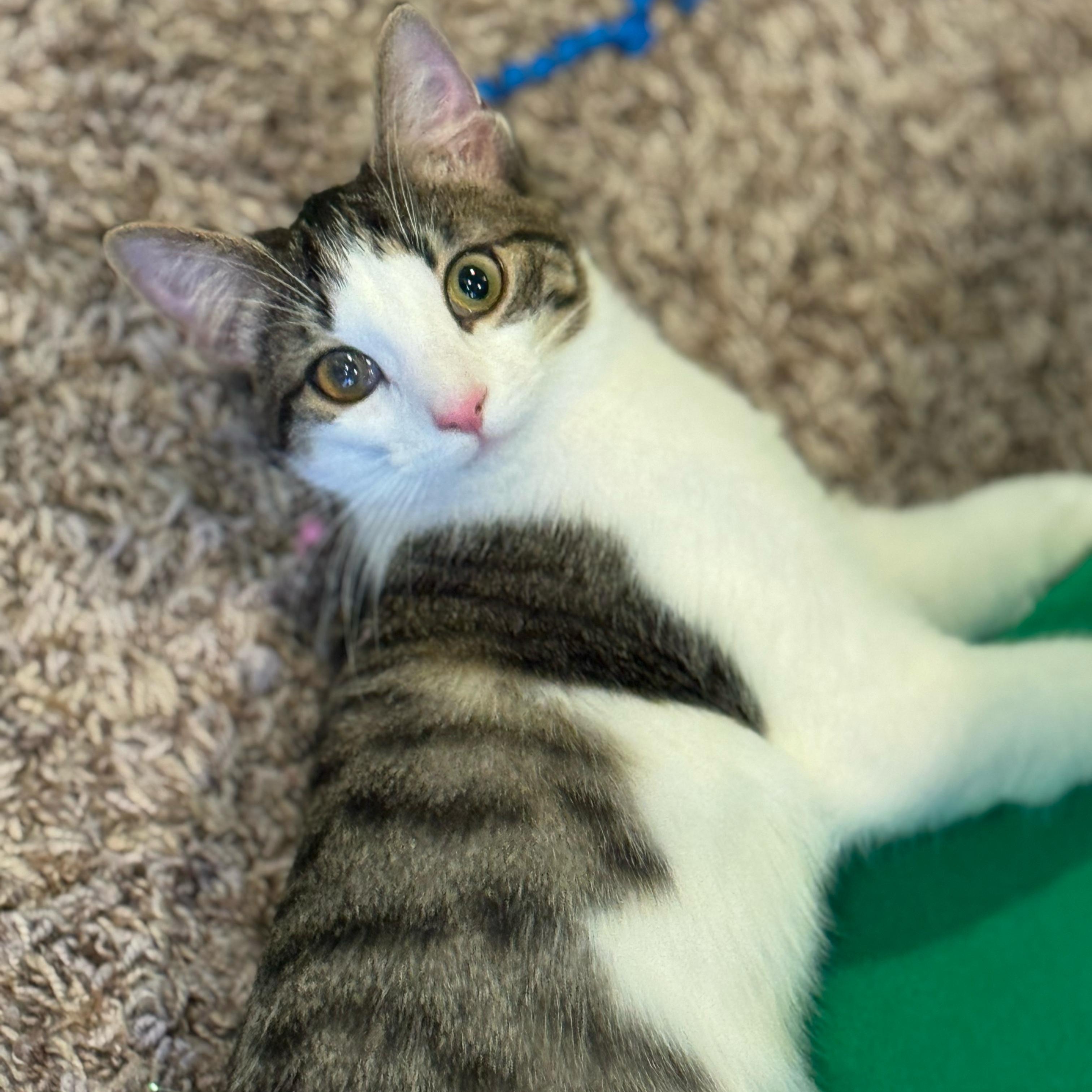Enlarge Arcturus, a Adoptable Domestic Short Hair in Richmond, VA image 1/1