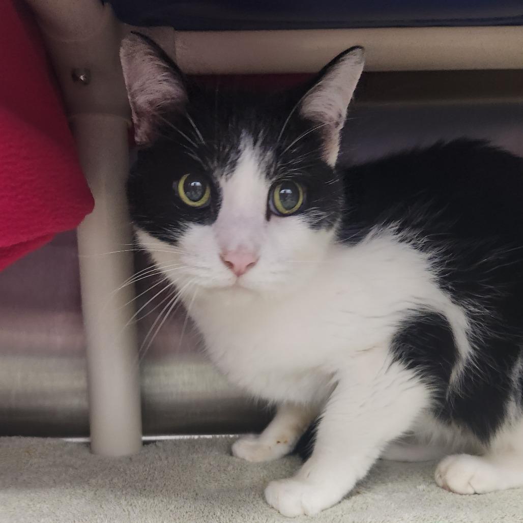 Enlarge Batman, a Adoptable Domestic Short Hair in Fort Wayne, IN image 1/2