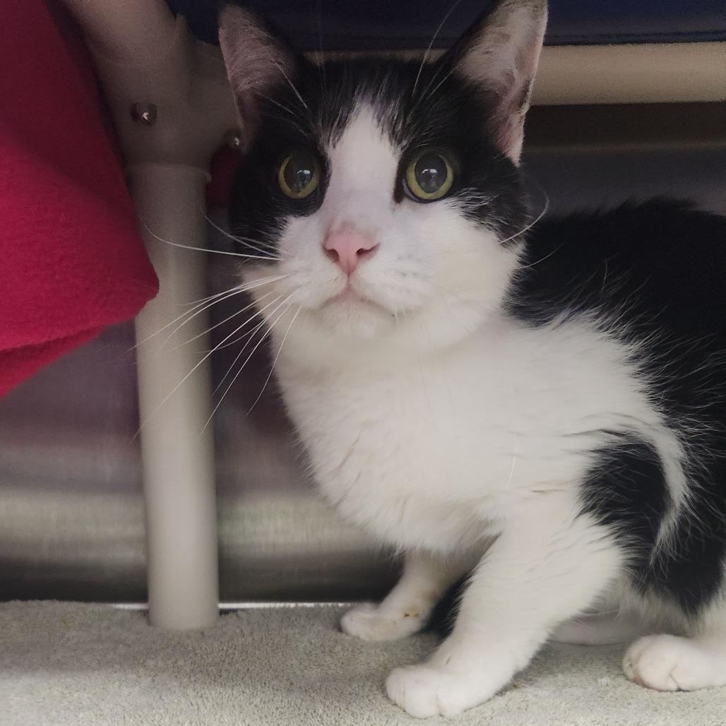 Enlarge Batman, a Adoptable Domestic Short Hair in Fort Wayne, IN image 2/2