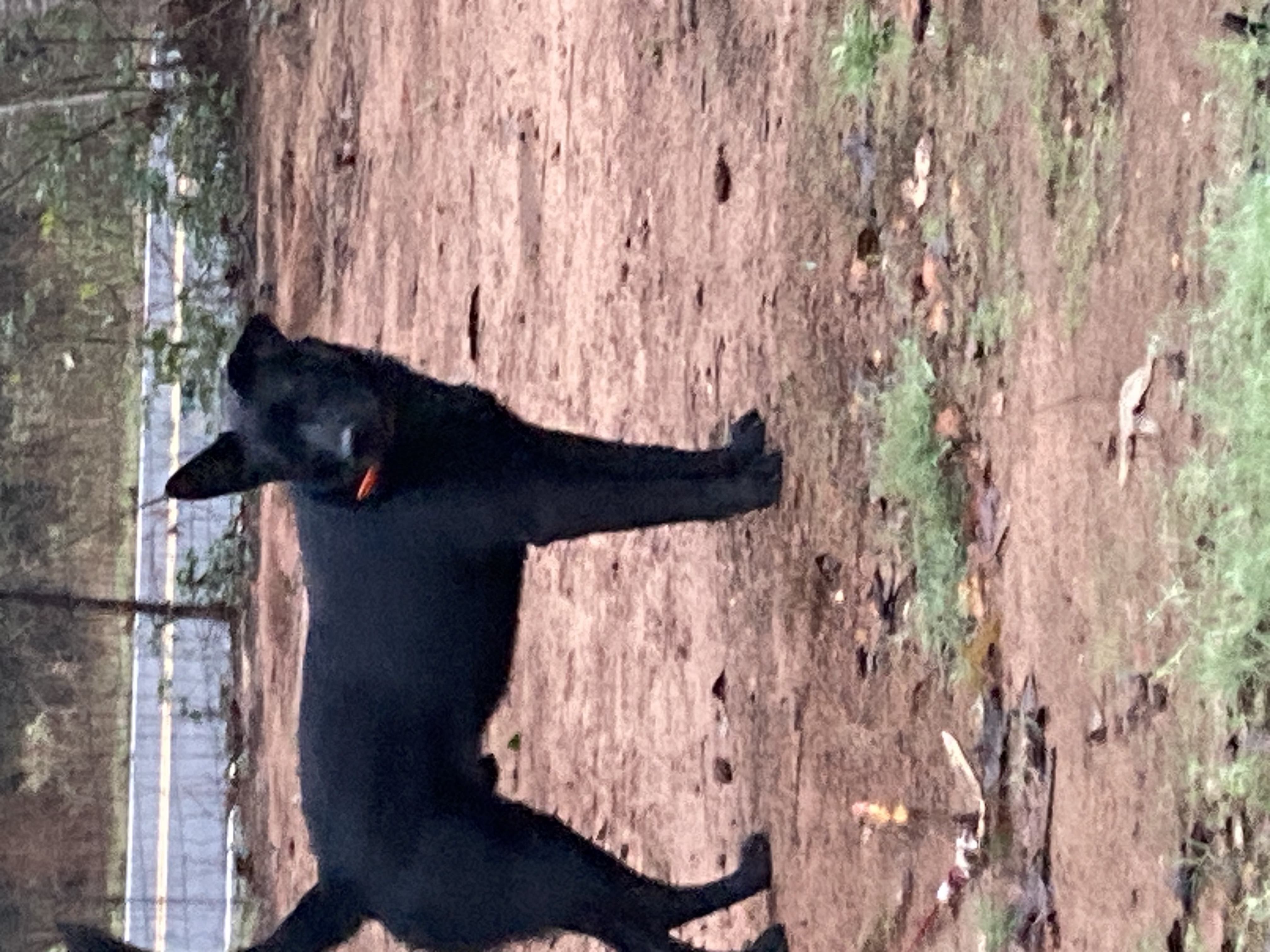 Floppy, Adopted, Young Male German Shepherd Dog & Border Collie.