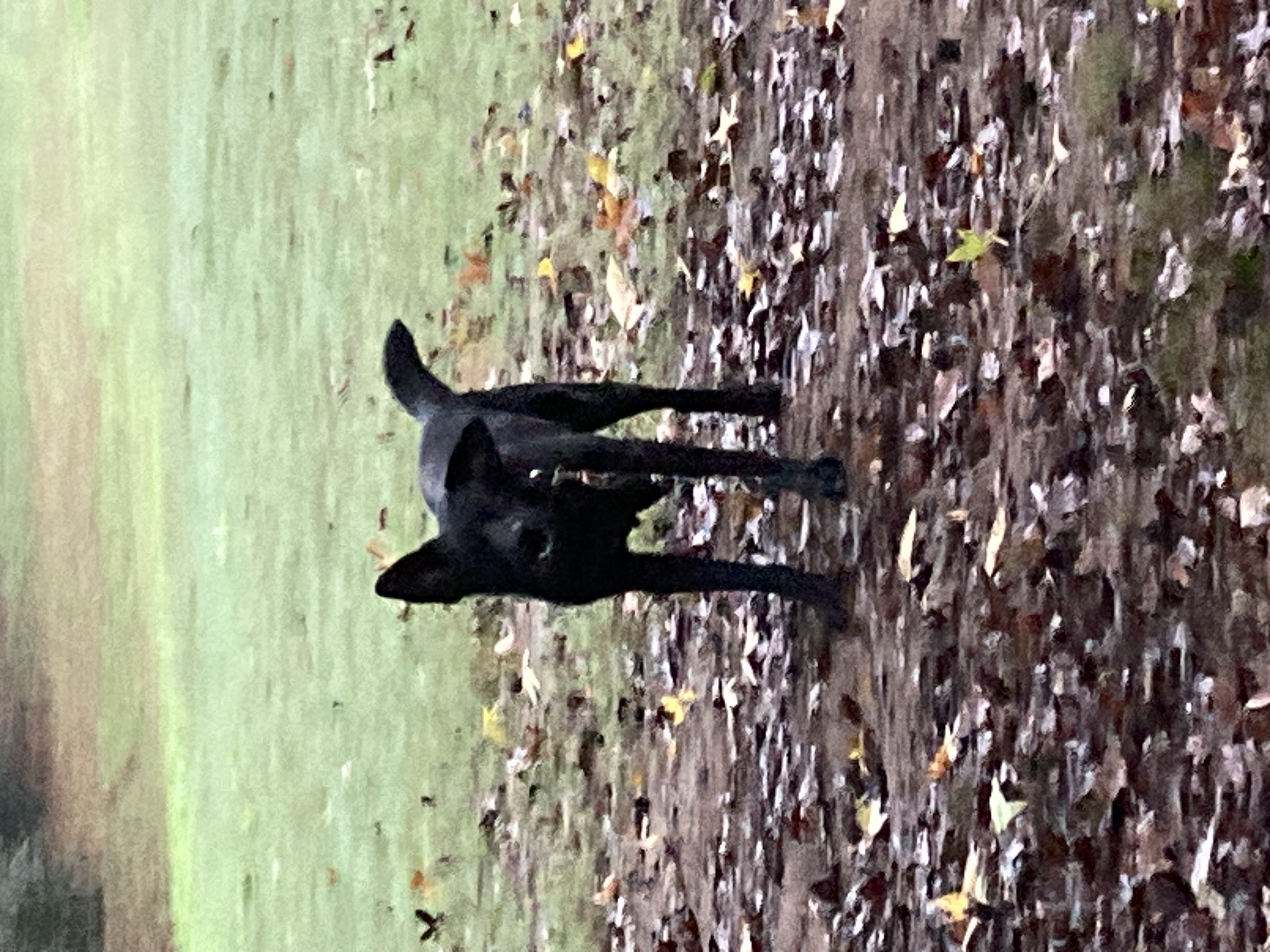 Enlarge Floppy, a Adopted mixed breed in Ruston, LA image 2/2