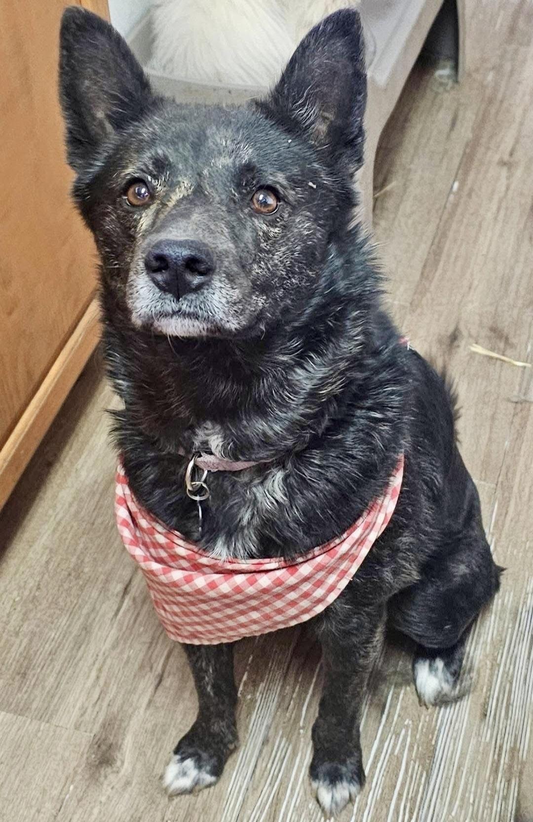 Enlarge Angel, an adoptable mixed breed in Pocatello, ID image 2/6