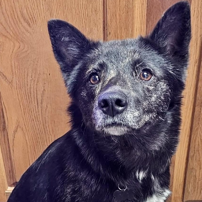 Enlarge Angel, an adoptable mixed breed in Pocatello, ID image 1/6