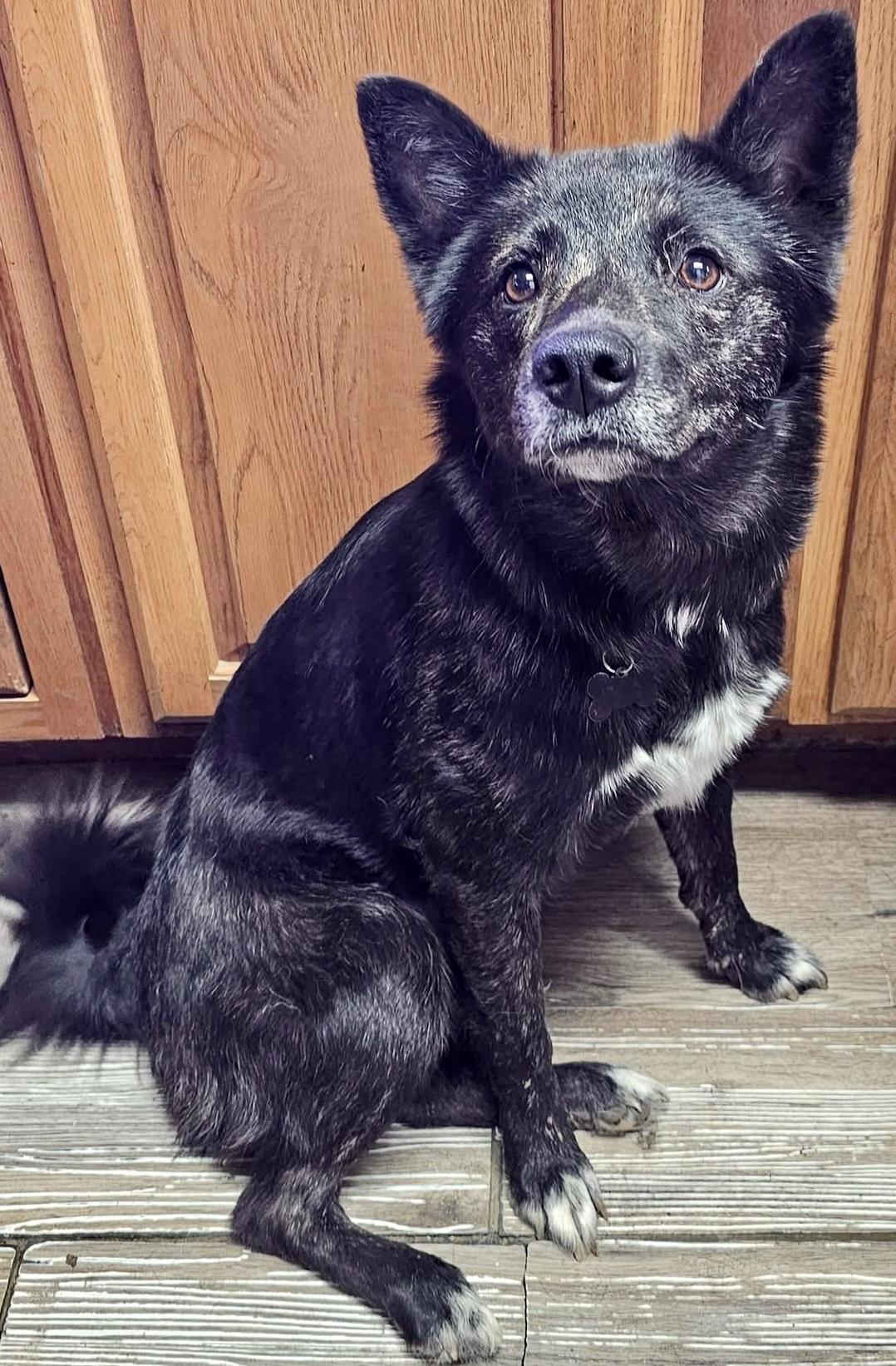 Angel, a ADOPTABLE mixed breed in Pocatello, ID image 2/2