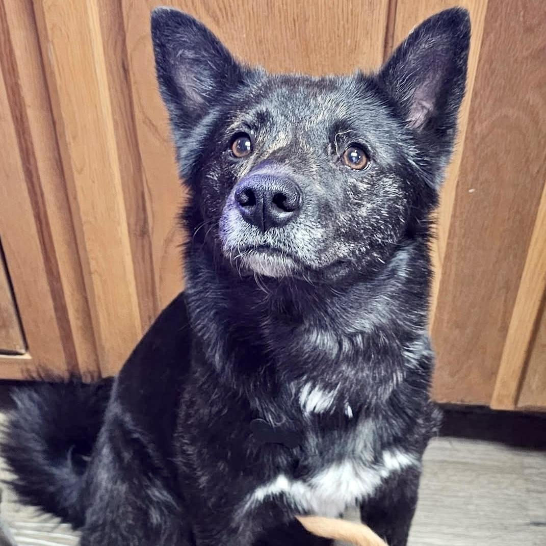 Angel, ADOPTABLE, Adult Female Australian Kelpie.