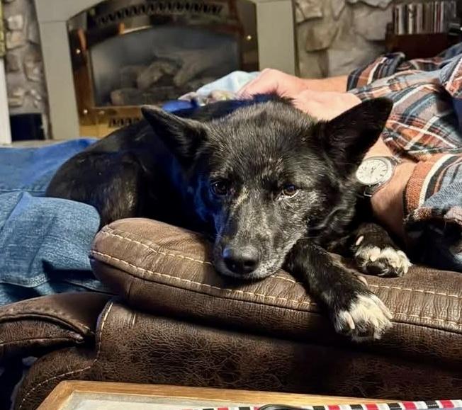 Enlarge Angel, an adoptable mixed breed in Pocatello, ID image 4/6