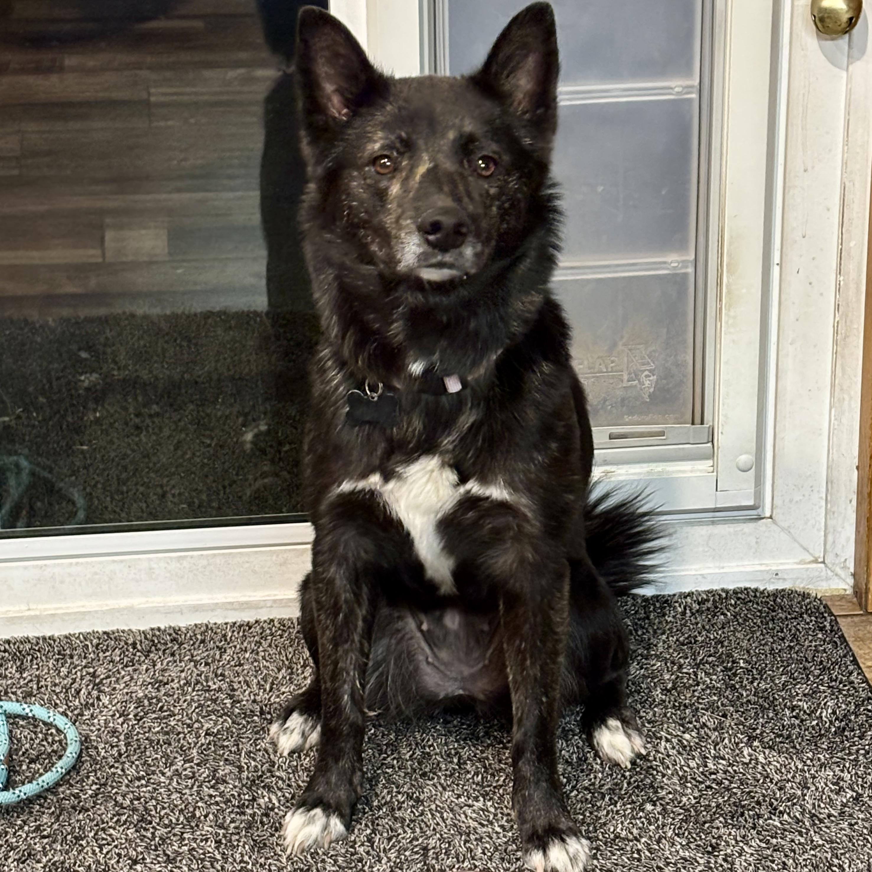 Enlarge Angel, an adoptable mixed breed in Pocatello, ID image 5/6