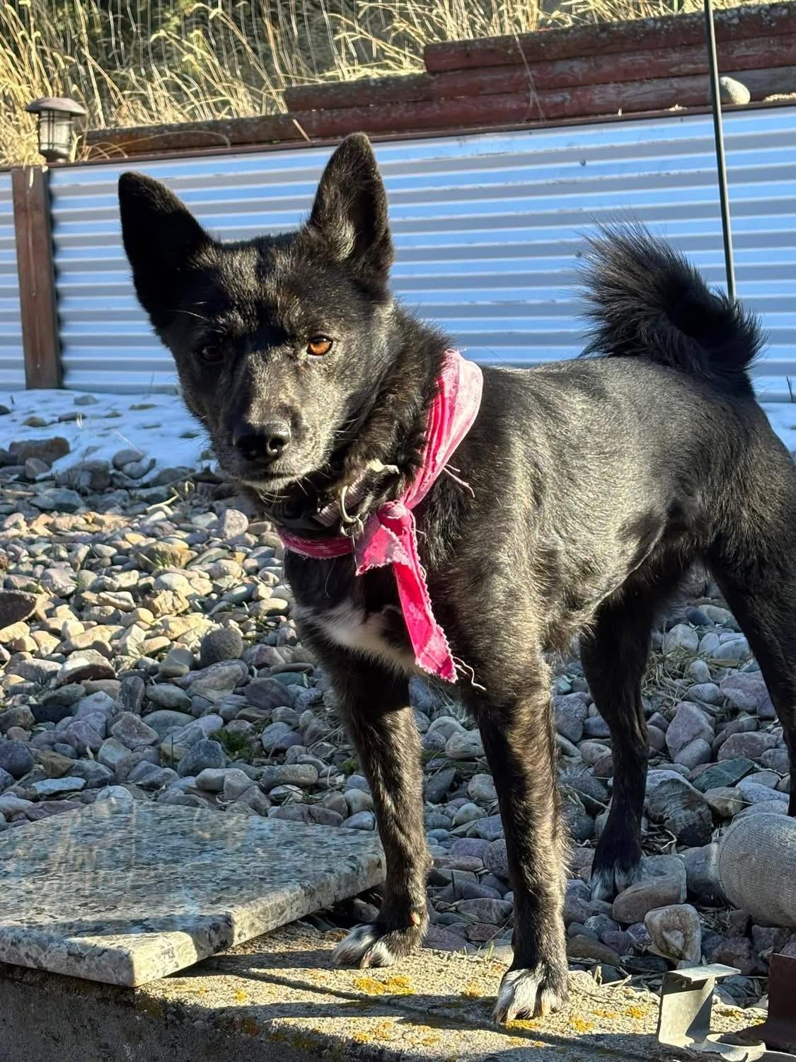 Enlarge Angel, an adoptable mixed breed in Pocatello, ID image 6/6