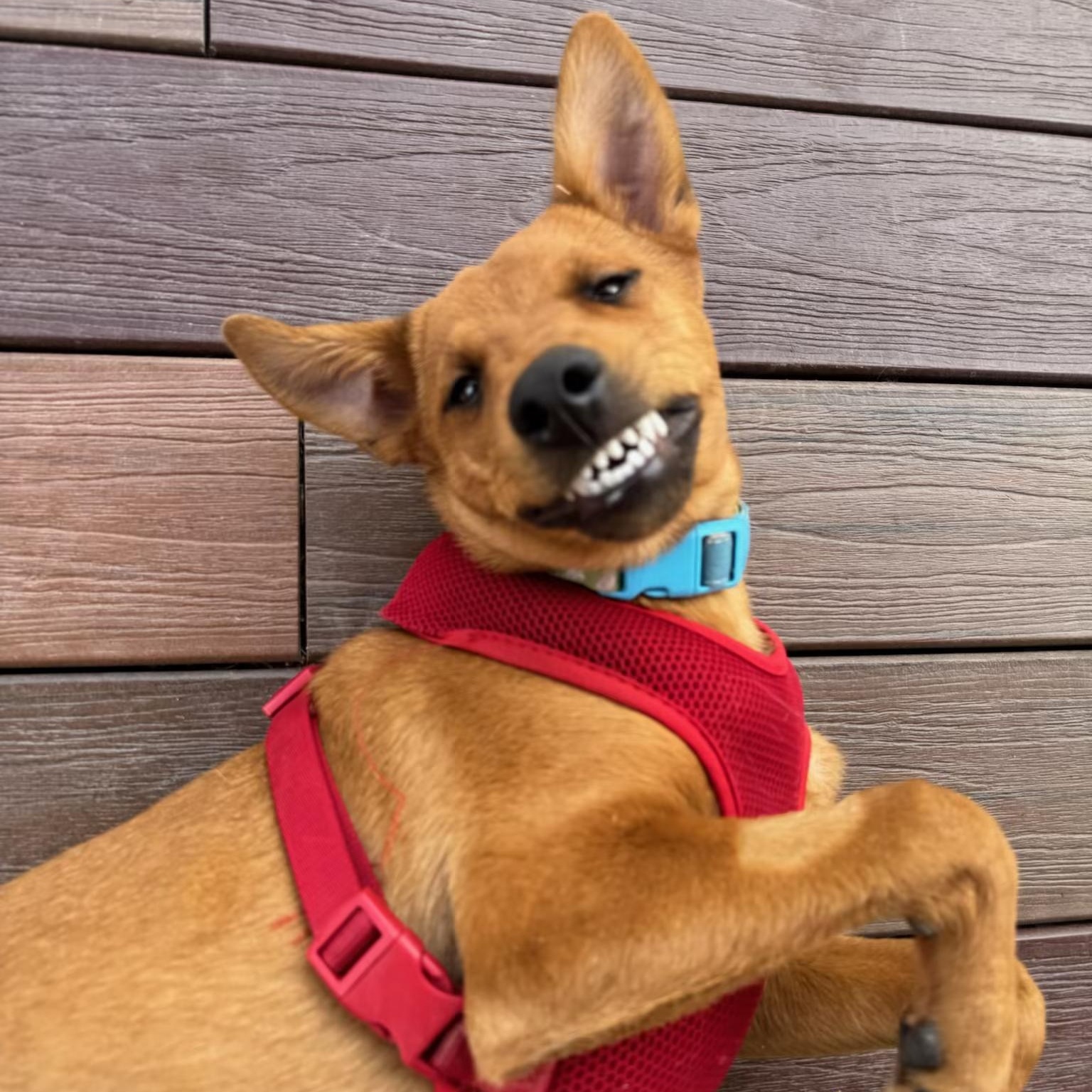 Valentino , Adoptable, Puppy Male Labrador Retriever.
