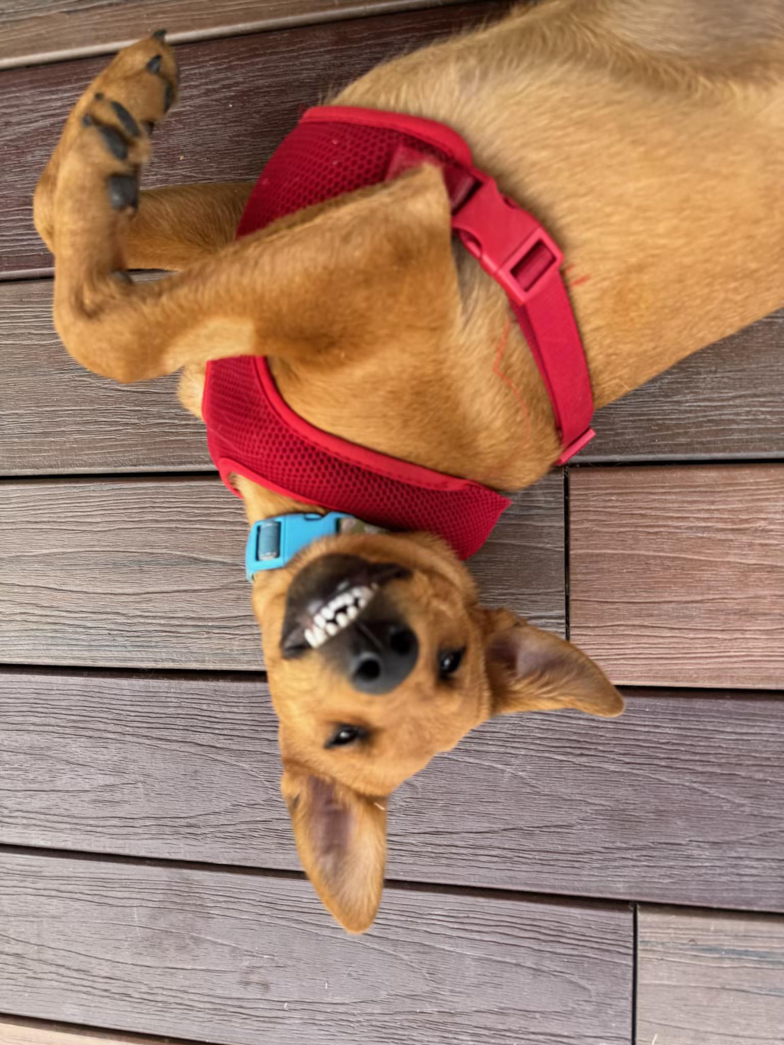 Enlarge Valentino , a Adoptable mixed breed in Littleton, CO image 3/5