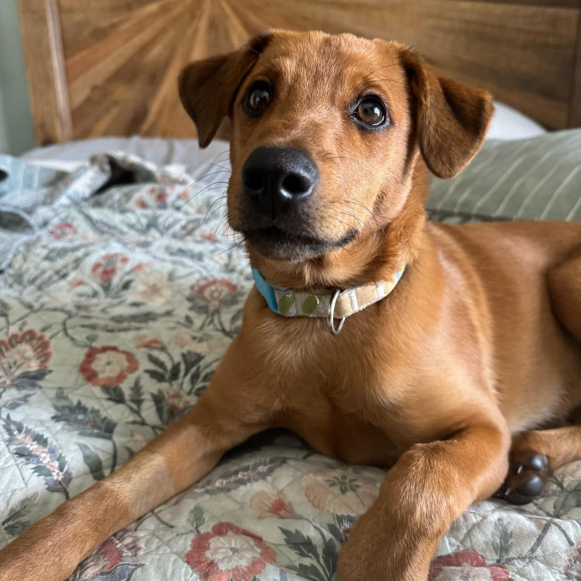 Valentino , Adoptable, Puppy Male Labrador Retriever.