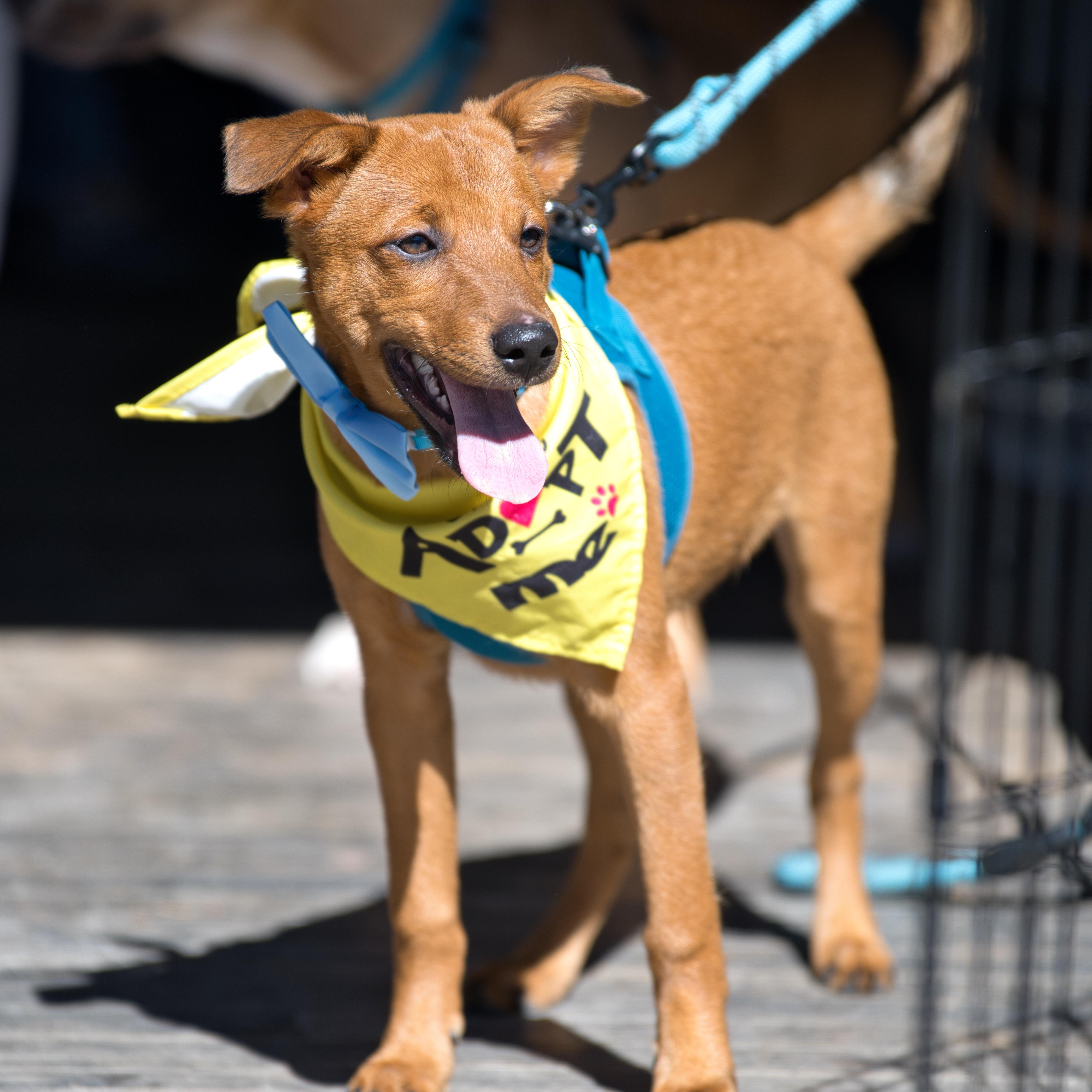 Enlarge Valentino , a Adoptable mixed breed in Littleton, CO image 2/5