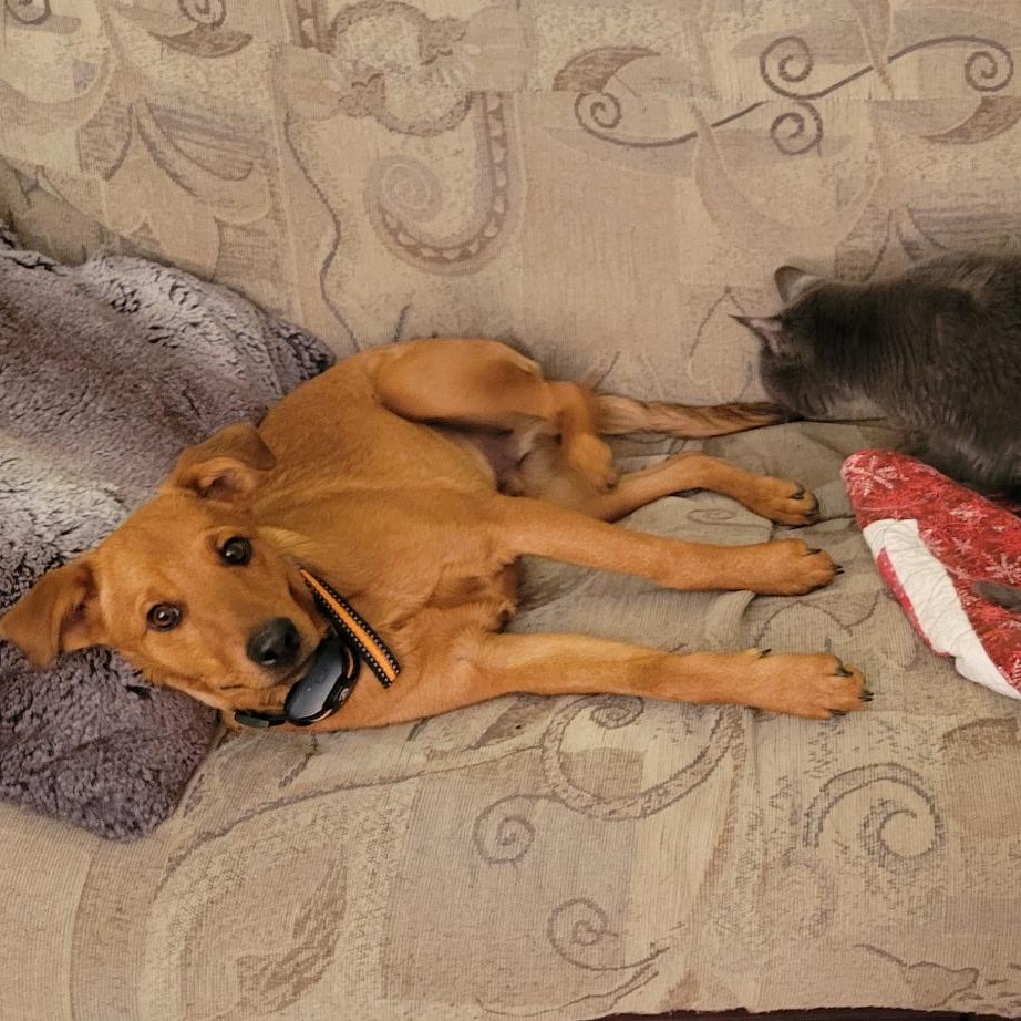 Enlarge Valentino , a Adoptable mixed breed in Littleton, CO image 2/6
