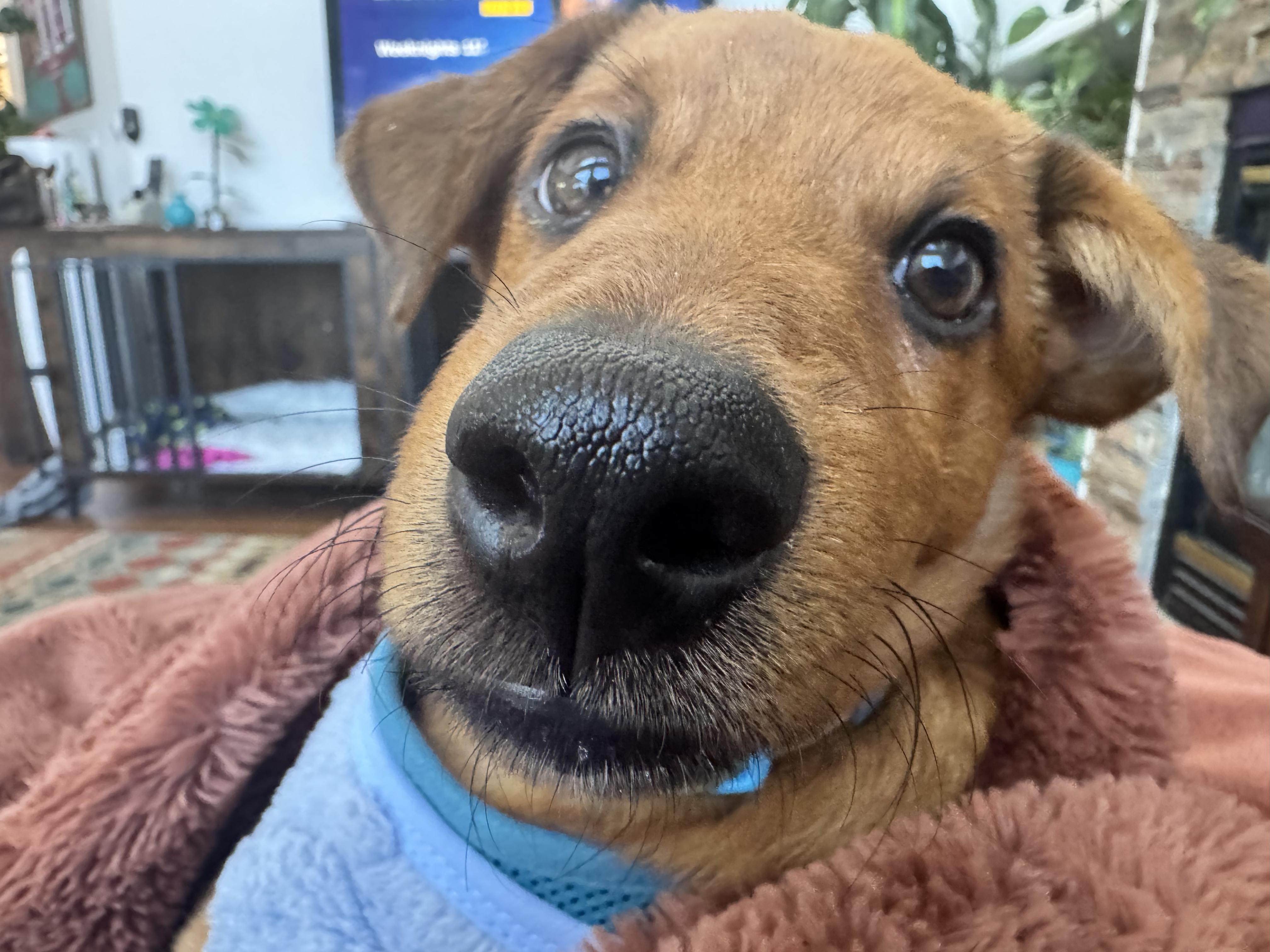 Enlarge Valentino , a Adoptable mixed breed in Littleton, CO image 5/5
