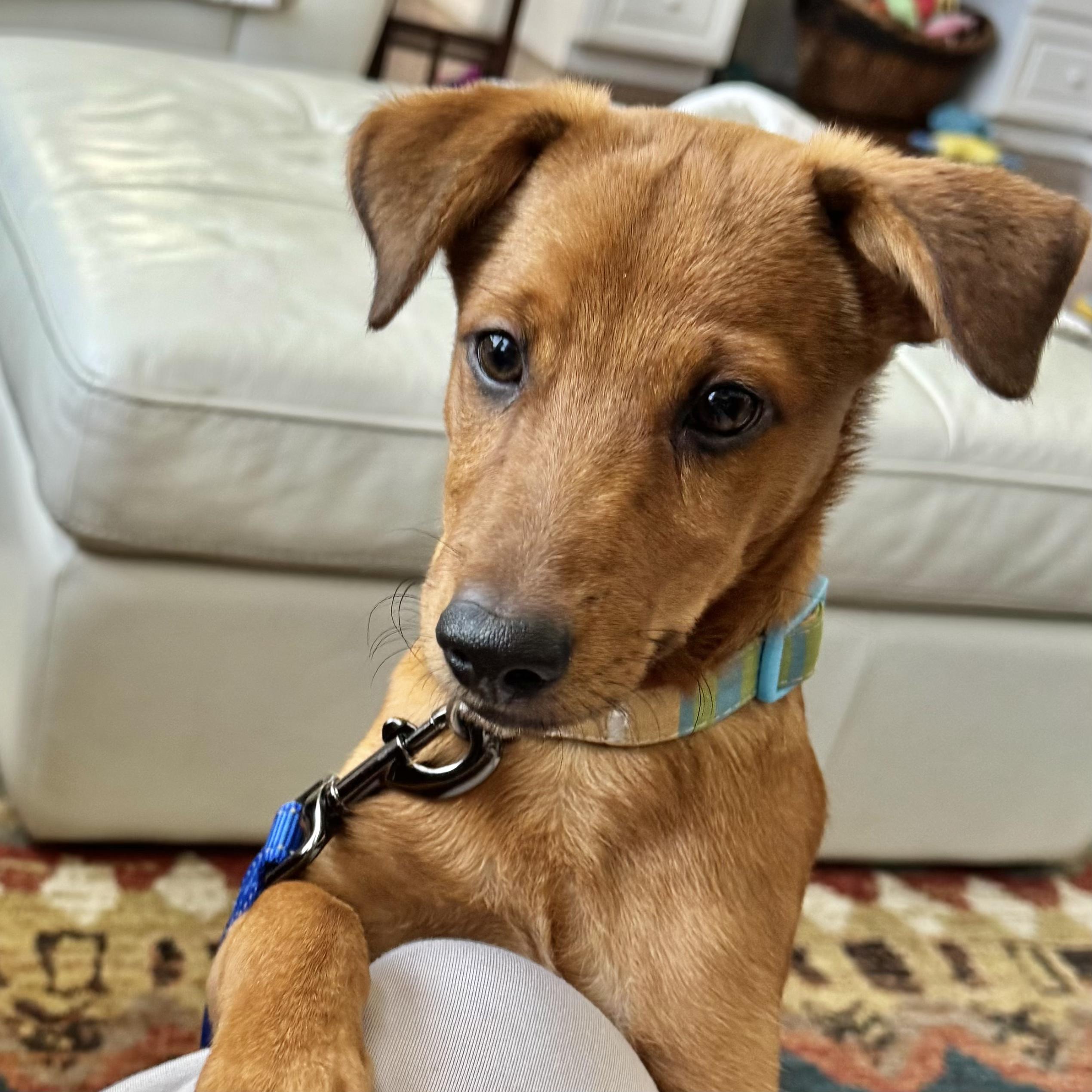 Enlarge Valentino , a Adoptable mixed breed in Littleton, CO image 3/5