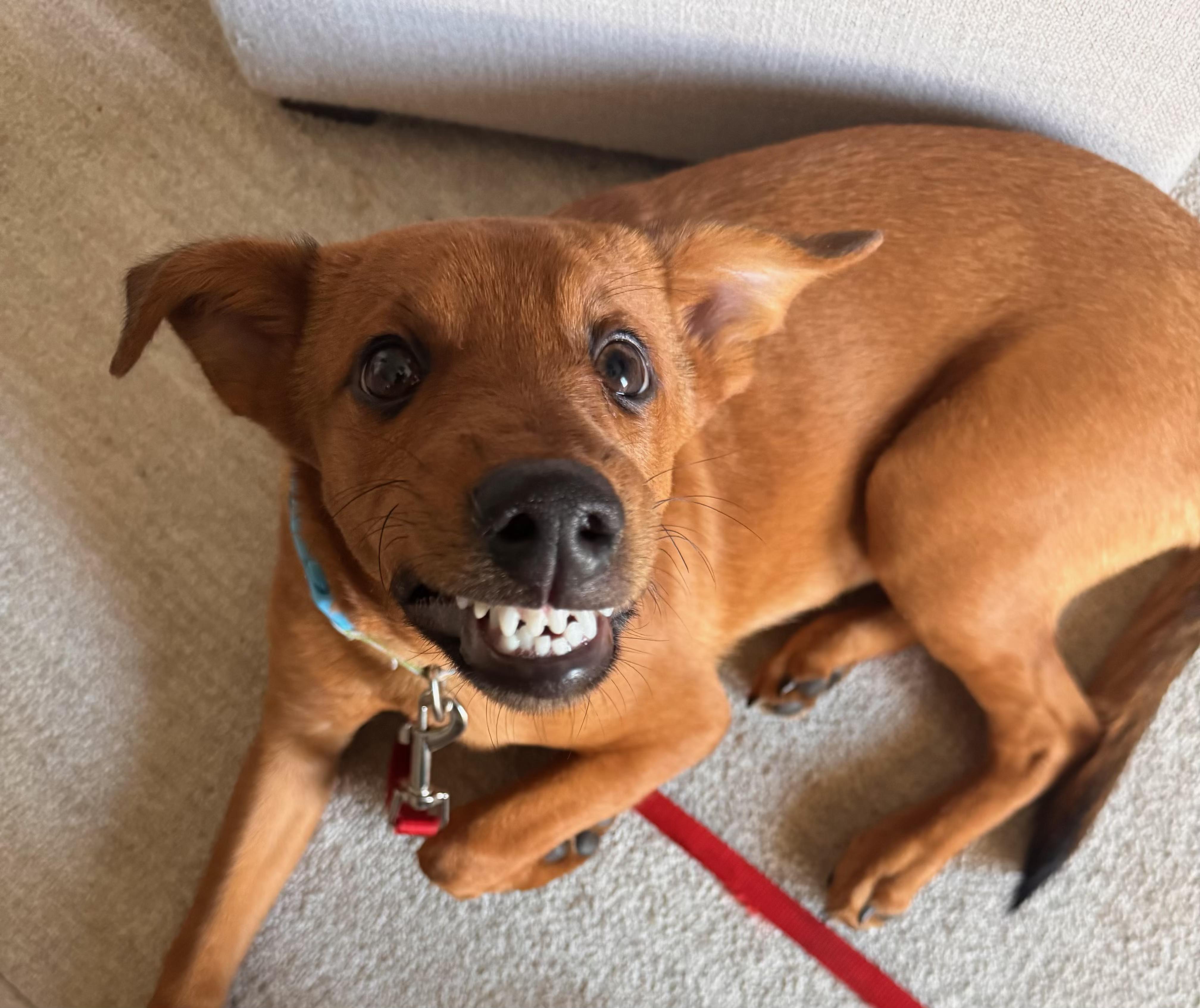 Valentino , Adoptable, Puppy Male Labrador Retriever.