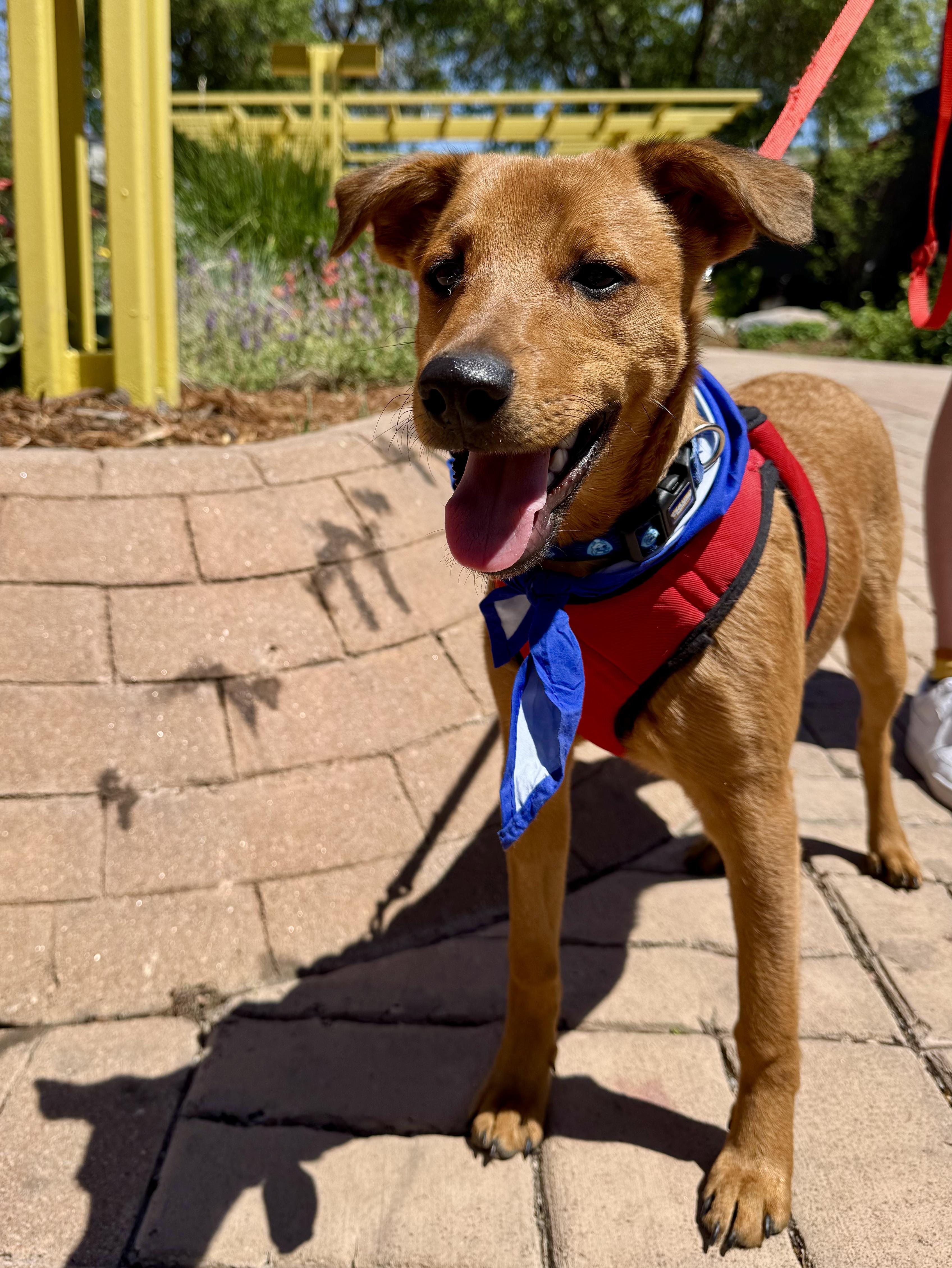 Valentino , a Adoptable mixed breed in Littleton, CO image 6/6