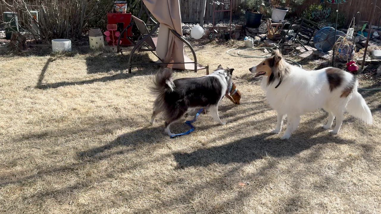 Enlarge Valentino , a Adoptable mixed breed in Littleton, CO video 4/5