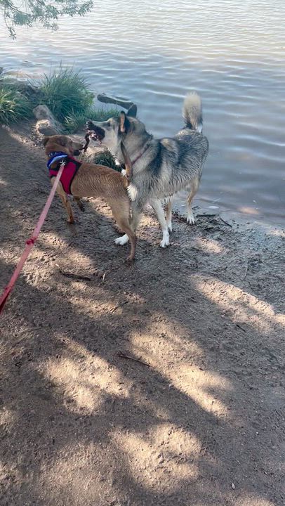 Enlarge Valentino , a Adoptable mixed breed in Littleton, CO video 3/6